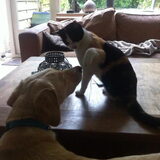 Foto van Vera met Abby & Cantor !