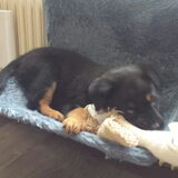 Foto van Dennis: Joy en Tessa
