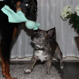 Foto van Dennis: Joy en Tessa