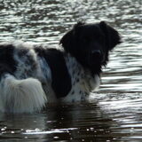 Ozzie in het water.