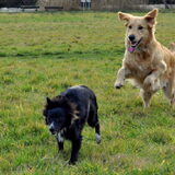 Foto van Lotte en Lola