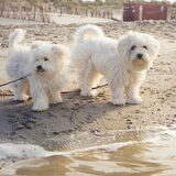 mascha en misty op het strand