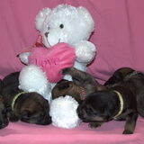 Foto van Lisanne, Misha, Tessa&Arrow
