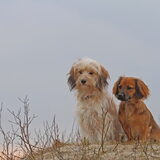 Foto van Sophie