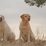Foto van Sophie