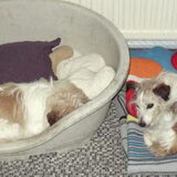 Foto van Kaatje en Hailey (Speedy† Tessa†)