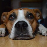 Foto van linneke