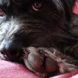 Foto van Ciska en Spanjaardje Moh (Bambi r.i.p.)