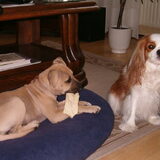 Misia als puppy met Lizzy, de King Charles Cavalier (overleden op…