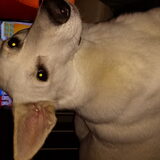 Foto van Hannah + Ginny & Winter