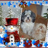 Foto van liesbeth,Turbo,Luna, Levi en Faith