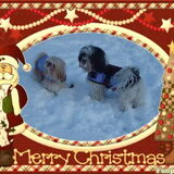Foto van liesbeth,Turbo,Luna, Levi en Faith
