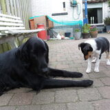 ontmoeting met Chiva haar grote broer :D:D