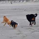 Foto van Lotte en Lola