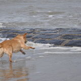 Foto van Lotte en Lola