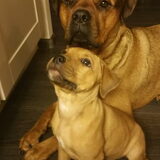 de oudste 2 jaar kruising bordeaux x rottie kleine teef 10 weken…