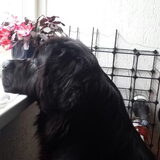 Foto van Ruud, Izzy, Juno (en Nina †)