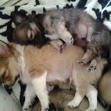 Nachi en Levi. 2 broertjes als pup. Levi de zwarte hebben we aan mijn…