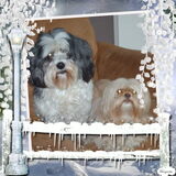 Foto van liesbeth,Turbo,Luna, Levi en Faith
