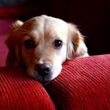 Marley