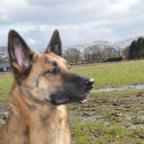 Foto van Dutchshepherdteam