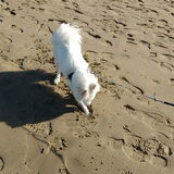 Foto van anja met Bobby(r.i.p. 25-9-25)