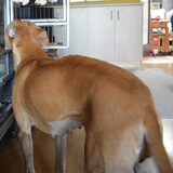 Foto van linneke