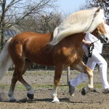 Foto van Dutchshepherdteam