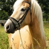 Foto van Dutchshepherdteam