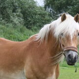 Foto van Dutchshepherdteam