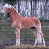 Foto van Dutchshepherdteam