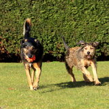 Samen met Vino gaan doggysitten op Dikkie, mijn favorieten ex-asiel hond