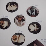 Alle puppies met mama Taylor