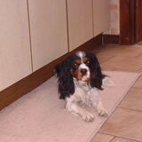 Foto van bassy