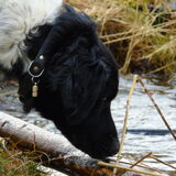 Foto van Sandra, Ozzie (overleden) Iris en Zoë
