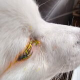 Foto van anja met Bobby(r.i.p. 25-9-25)