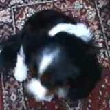 Foto van bassy