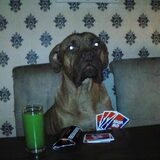 Luna kaart gezellig mee met ons :-)