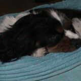 Foto van bassy