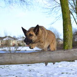 Foto van Dutchshepherdteam