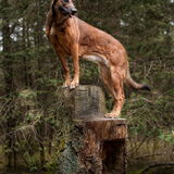 Foto van De Mecheltjes clan
