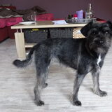 Foto van Ciska en Spanjaardje Moh (Bambi r.i.p.)