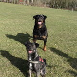 Foto van Ciska en Spanjaardje Moh (Bambi r.i.p.)