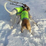 Senna en Diesel in de sneeuw