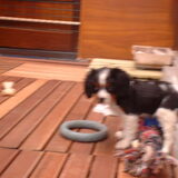 Foto van bassy