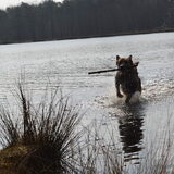 Foto van Dutchshepherdteam