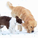 Nala met neefje Bo in de sneeuw
