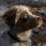 Foto van June de Aussie