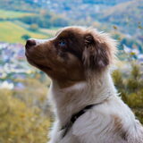 Foto van June de Aussie