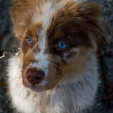 Foto van June de Aussie